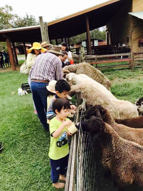 Animal Feeding Sheep