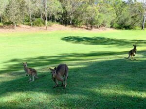 Golf Course 高尔夫球场 (8)