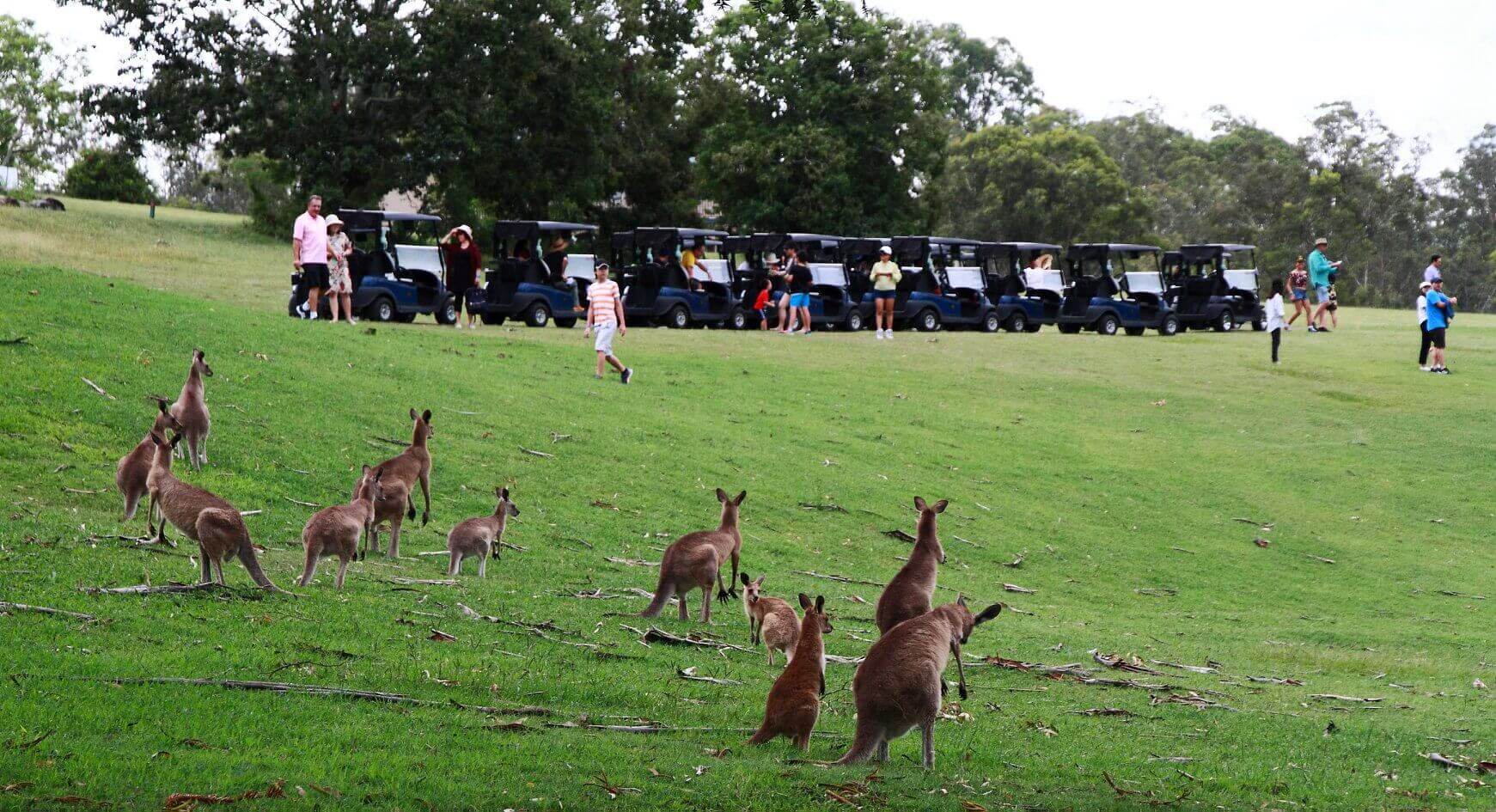 kangaroos and buggy car