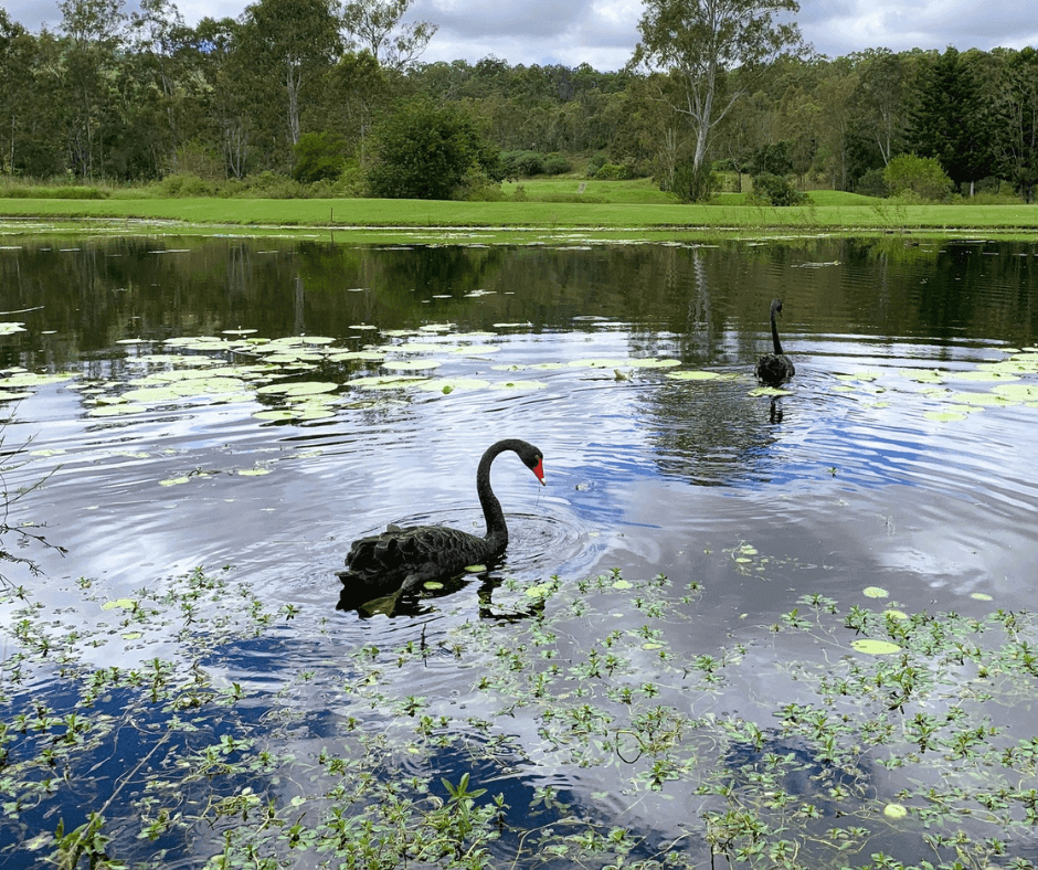 BlackSwan