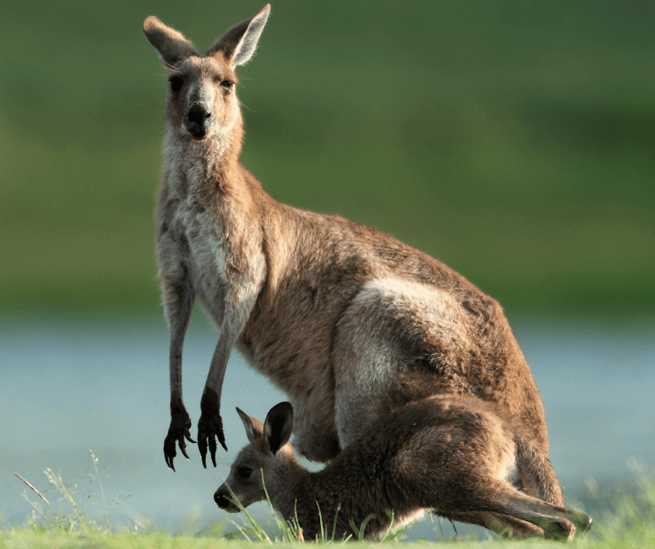 Kangaroo